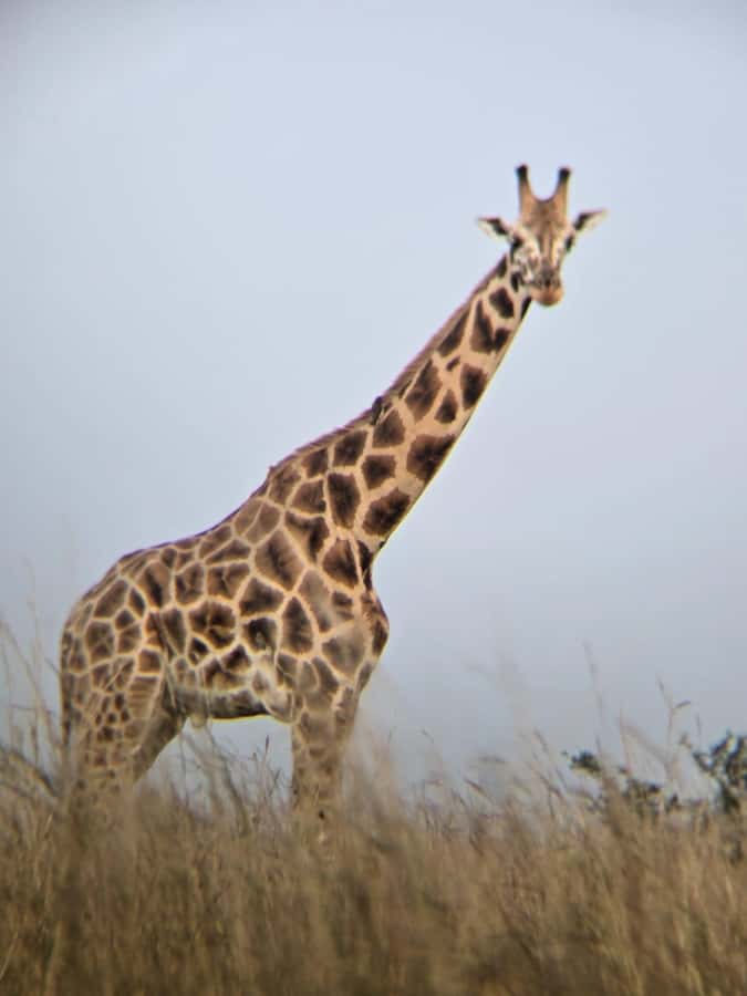 Uganda: 2-Day Murchison Falls Park Safari with Boat cruise - Should you book the two-day Murchison Falls safari?