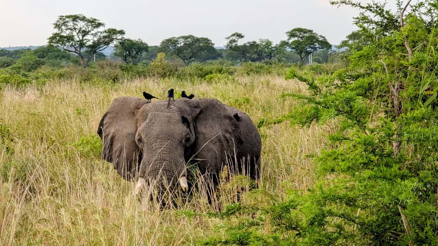 Uganda: 2-Day Murchison Falls Park Safari with Boat cruise - The morning road from Kampala or Entebbe