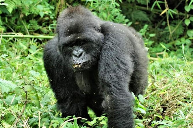 Uganda 4 days Gorilla Trekking - A four-day title that needs a clear explanation