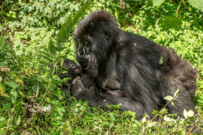 Uganda 4 days Gorilla Trekking - What the 6:00 am start means for you