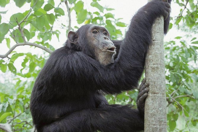 Uganda 4 days Gorilla Trekking - Moderate fitness is part of the bargain