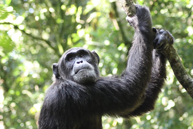 Uganda Wildlife Holiday - 8 Days - Day 4: Caves, crater lakes, and the road to Queen Elizabeth