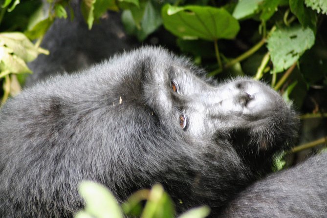 Uganda Wildlife Holiday - 8 Days - Day 5: Lions, elephants, and hippos in Queen Elizabeth