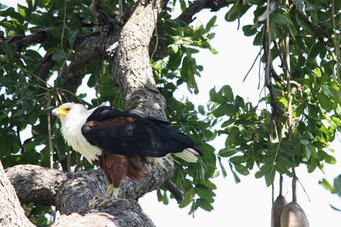 Uganda Wildlife Holiday - 8 Days - Day 6: Queen Elizabeth to Bwindi through the Kigezi Highlands