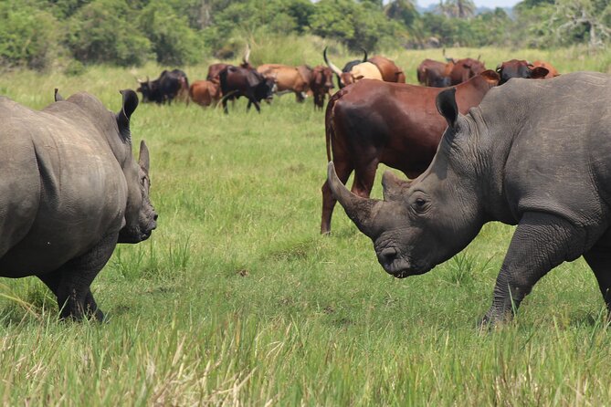 Unforgettable 3 days Murchison falls. - Why Murchison Falls works for a short Uganda trip