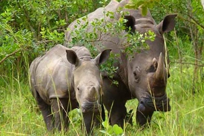 Ziwa Rhino Sanctuary - Why Ziwa’s Walking Rhino Encounter Matters