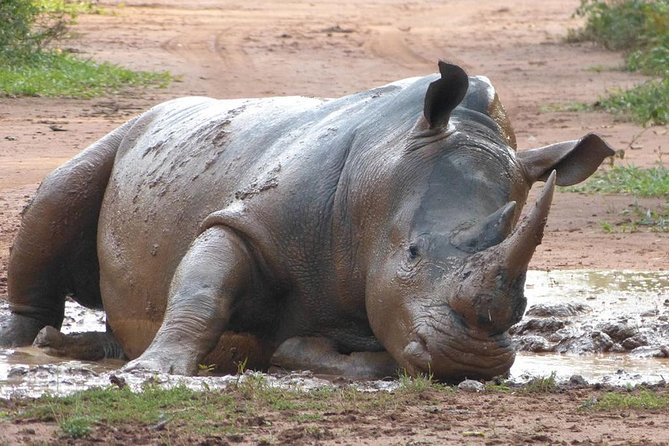 Zziwa Rhino Sanctuary Walking Safari - From Kampala to Ziwa on the Gulu Highway