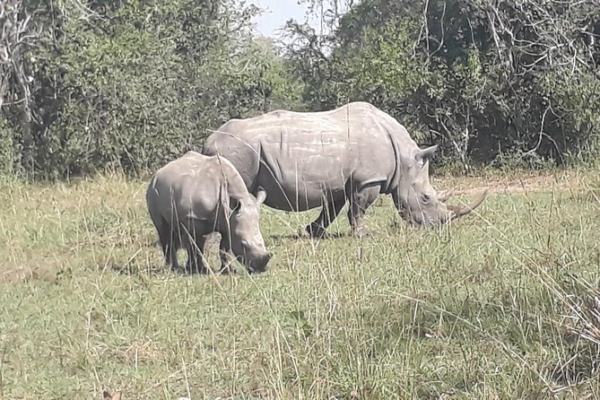 Zziwa Rhino Sanctuary Walking Safari - The value of a $400 private tour