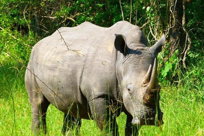 Zziwa Rhino Sanctuary Walking Safari - Lunch, transfers, and the practical details