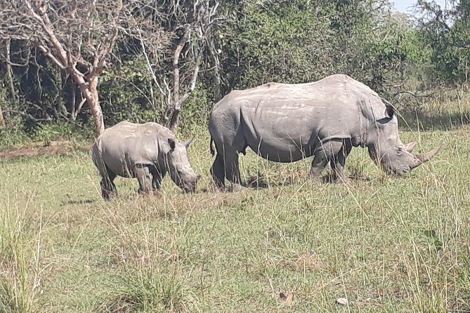 Zziwa Rhino Sanctuary Walking Safari - Tips for making the most of the sanctuary